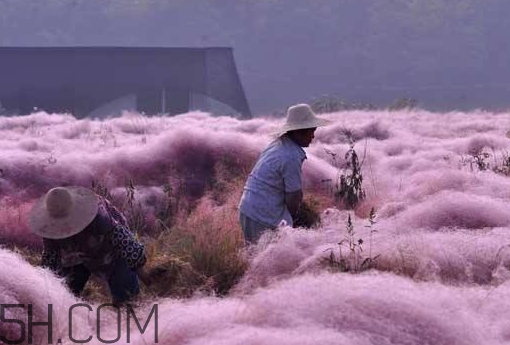 粉黛亂子是什么植物？粉黛亂子草花語(yǔ)