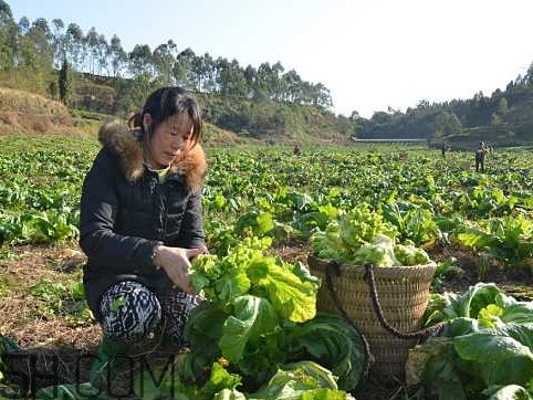 兒菜怎么種？兒菜怎么腌制