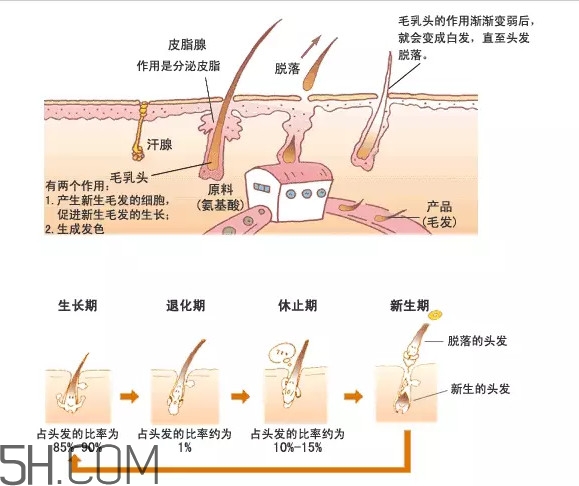 禿頂了還能長出頭發(fā)嗎？禿頂和性欲太強是不是有關(guān)