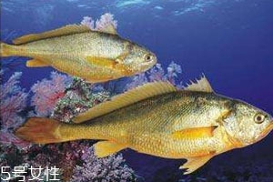 小黃魚(yú)怎么保存 冰箱保存小黃魚(yú)技巧