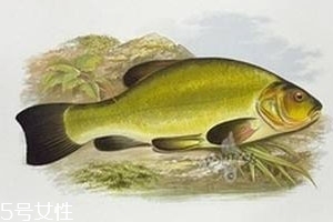 清江魚是什么魚 清江庫(kù)區(qū)長(zhǎng)大的魚