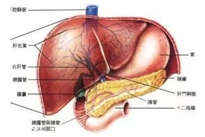 膽囊里的石頭從何而來(lái)？膽汁形成膽結(jié)石