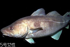 2018鱈魚多少錢一斤 鱈魚最新價格行情