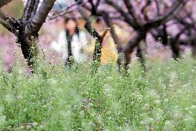 地菜花的功效與作用 地菜花的營(yíng)養(yǎng)價(jià)值