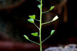 地菜花是什么菜？地菜花是熱性還是涼性