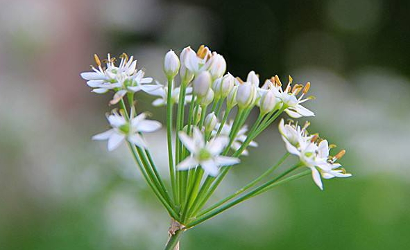 韭菜花多少錢一斤？韭菜花市場(chǎng)行情