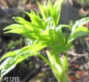 刺五加的好處 刺五加對人體有什么好處？