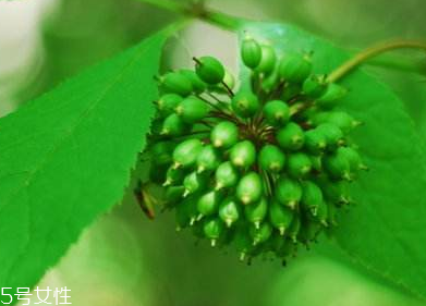 刺五加能不能做餃子餡？刺五加怎么做餃子餡？