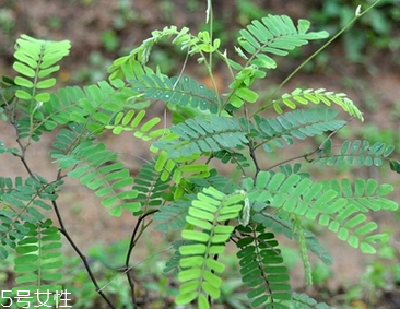 雞骨草治療大三陽(yáng)嗎 只能輔助治療