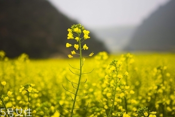 菜籽油是什么顏色 每個等級顏色不同