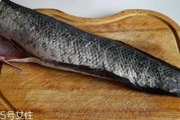 黑魚(yú)肉質(zhì)怎么樣 魚(yú)肉肥膩