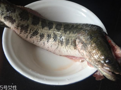 黑魚(yú)肉質(zhì)怎么樣 魚(yú)肉肥膩