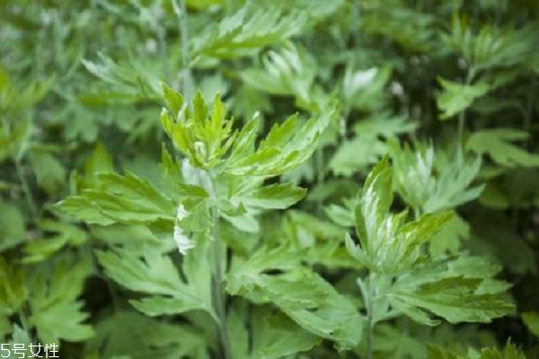 艾草泡腳有什么好處嗎 原來有這些好處