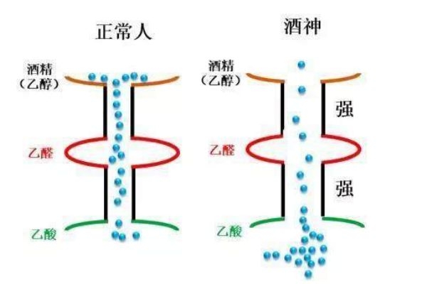 喝酒上臉的人酒量好嗎 喝酒上臉好不好