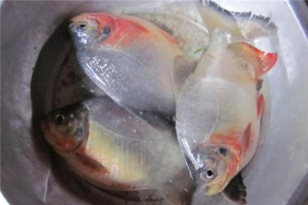 紅鯧魚多少錢一斤 價(jià)格并不貴