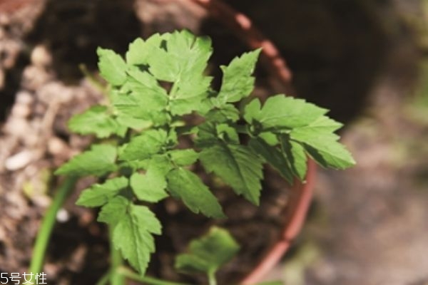 什么是野菜呢 野菜有什么營養(yǎng)價值呢