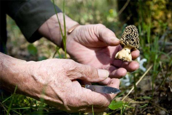 羊肚菌用熱水泡還是用冷水泡 羊肚菌可以用開(kāi)水泡嗎