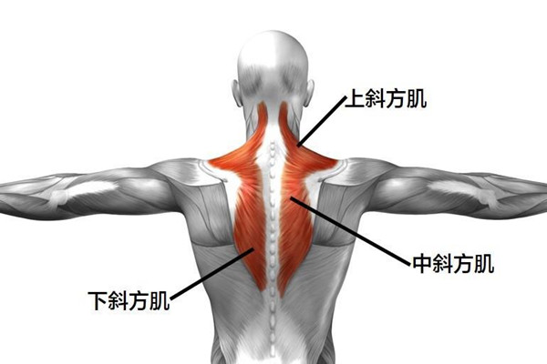 斜方肌的作用 斜方肌有什么作用