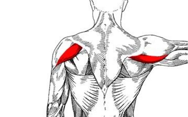 三角肌后束練出型要多久 三角肌后束練出型要多長時(shí)間