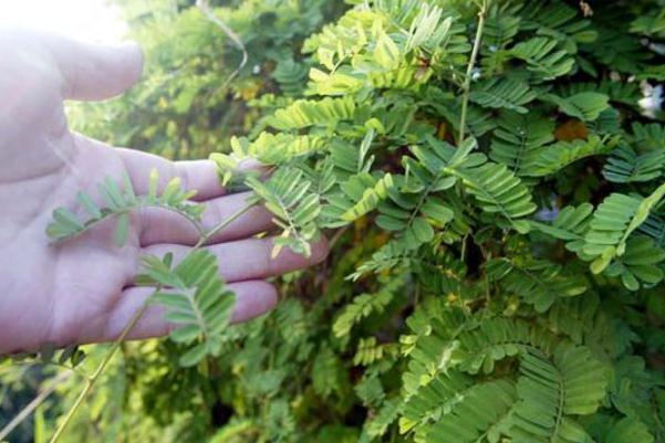 雞骨草的功效與作用 雞骨草孕婦可以喝嗎