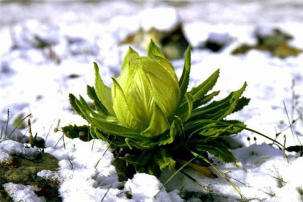 天山雪蓮燉雞湯能不能多吃 天山雪蓮燉雞湯的功效