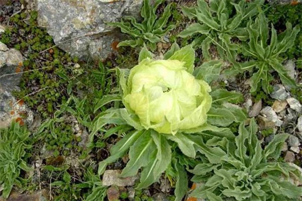 天山雪蓮能治腎病嗎 天山雪蓮腎陰虛可以吃嗎