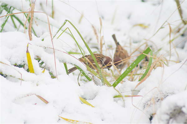 小雪有什么講究 小雪是要下雪了嗎